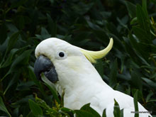 Cacatoès - Australie